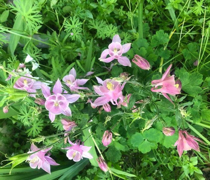 Pink Flowers