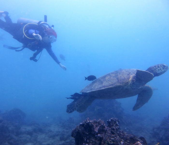 Diver and Sea Turtle