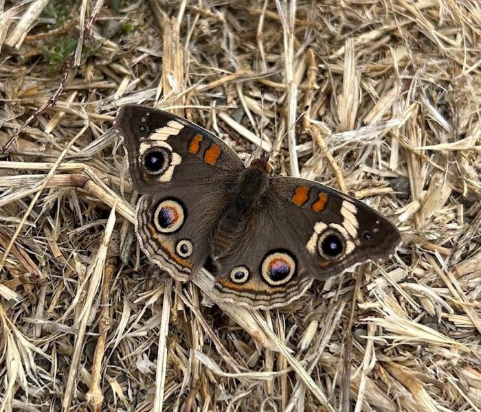 Butterfly at Tolay Park