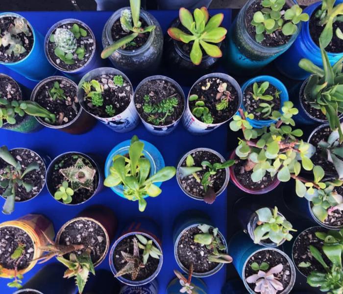 Potted plants on table