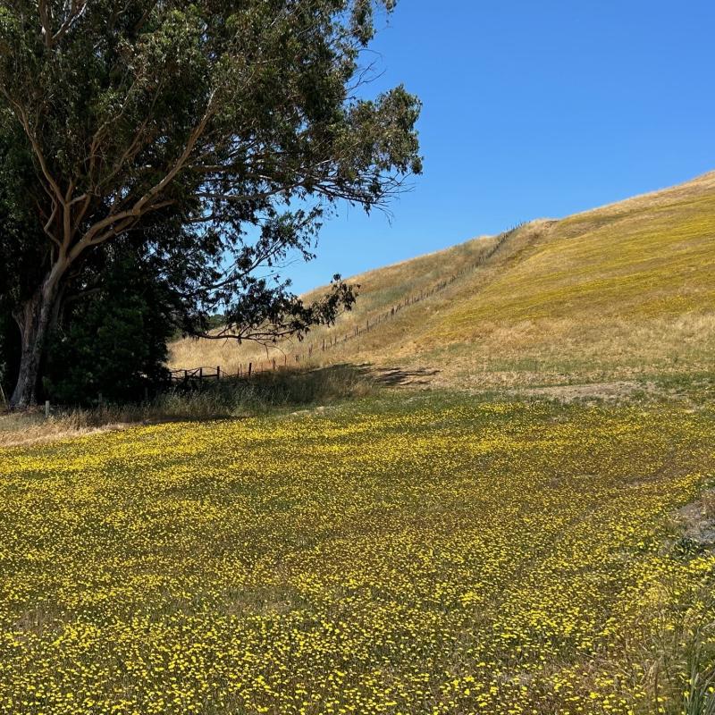 Helen Putnam Park in Petaluma