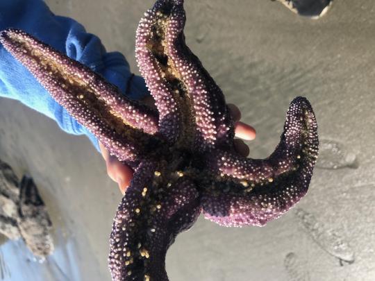 Person holding a starfish