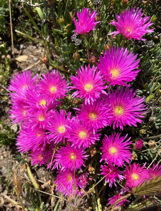 Bright Pink Flowers