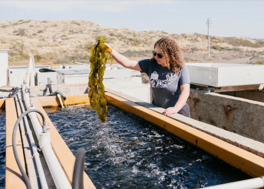 Rachel Karm pulling out Kelp from a holding tank